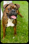 Herschel