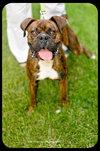 Herschel
