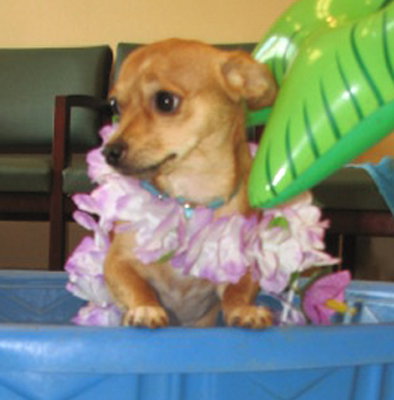 Bessie-Puppy