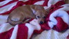 Bessie-Puppy