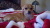 Bessie-Puppy
