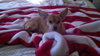 Bessie-Puppy