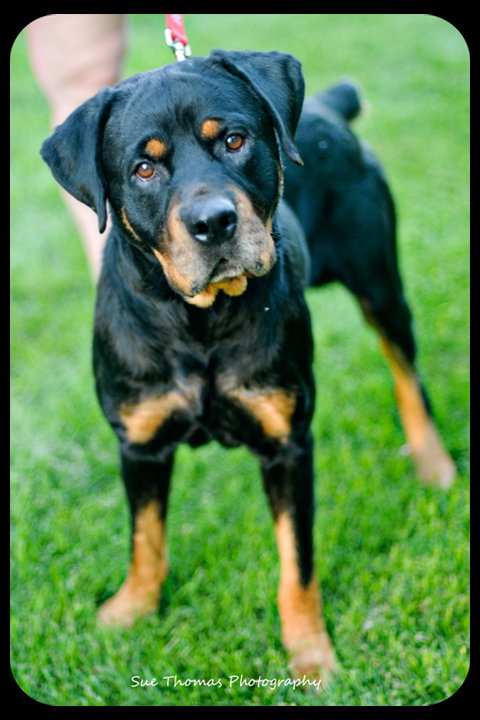 Ruger