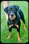 Ruger