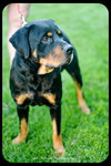 Ruger