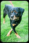 Ruger
