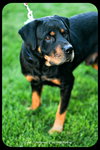 Ruger