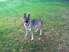 Sybil