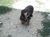 Dixie