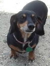 Dixie