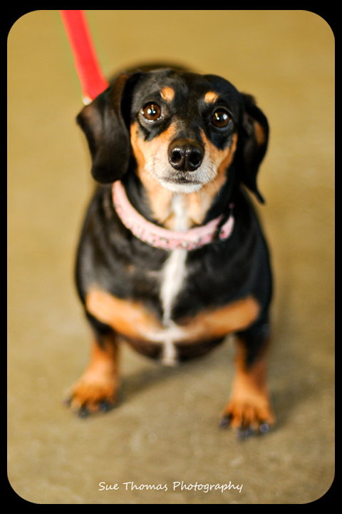 Dixie