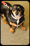 Dixie