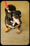 Dixie