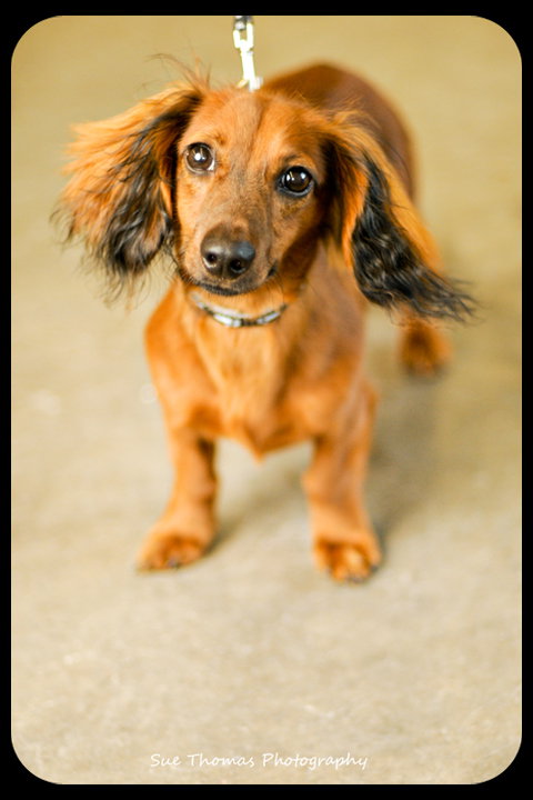 Slinky -Puppy