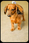 Slinky -Puppy