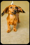 Slinky -Puppy