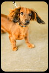 Slinky -Puppy