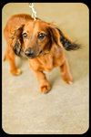 Slinky -Puppy