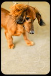 Slinky -Puppy