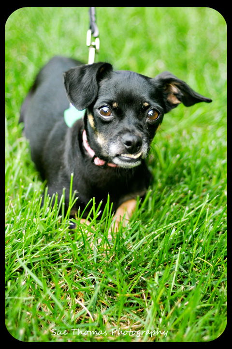 Penelope