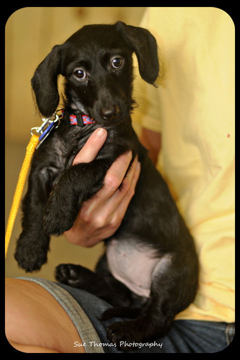 Gigi-puppy