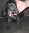 Shadow-puppy