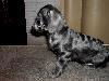 Shadow-puppy