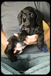 Shadow-puppy