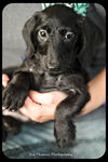 Shadow-puppy
