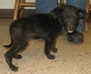 Deena-Puppy