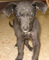Deena-Puppy
