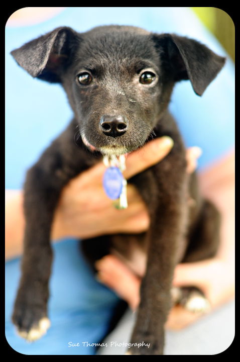 Deena-Puppy