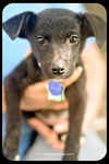 Deena-Puppy