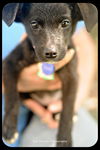 Deena-Puppy