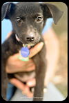Deena-Puppy