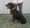 DeeDee