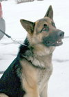 Axel