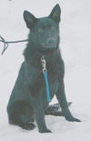 Samson 