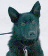 Samson 