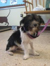Asher-Puppy