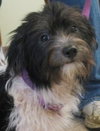 Asher-Puppy