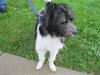 Asher-Puppy