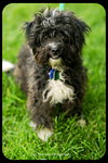 Cooper