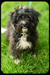 Cooper
