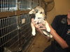 Kit-Puppy