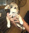 Kit-Puppy