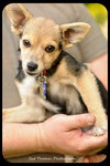 Kit-Puppy