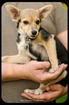 Kit-Puppy