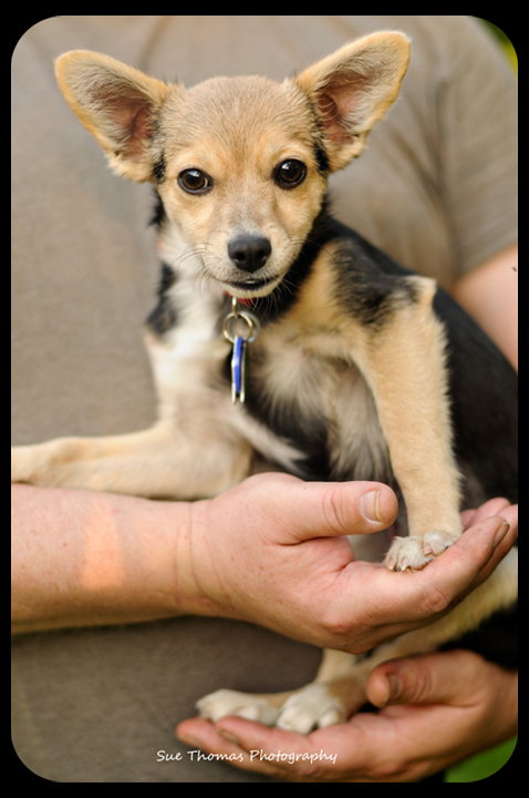 Kit-Puppy