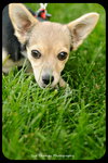 Kit-Puppy